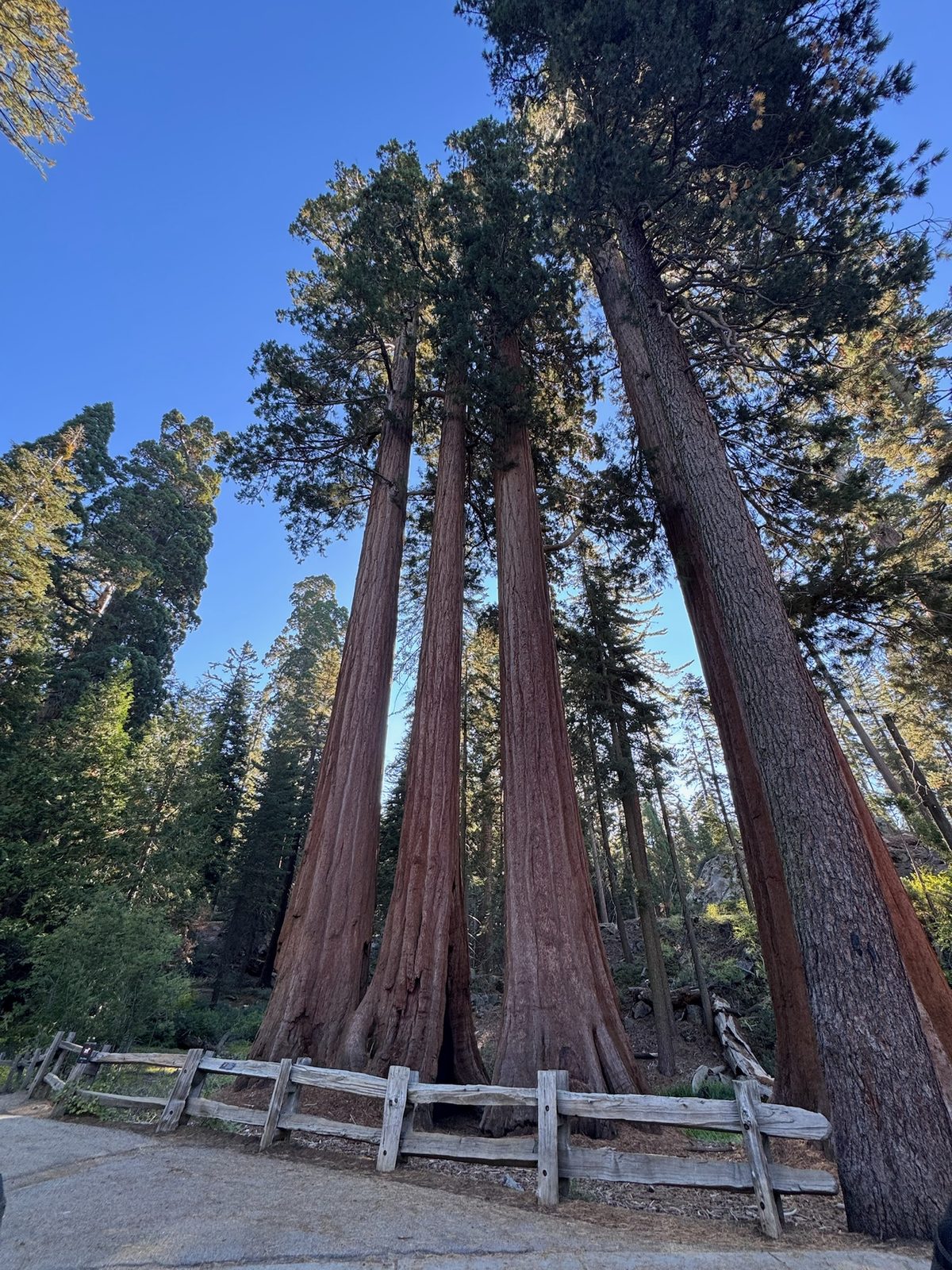 Towering sequoia trees, Sequoia National Park